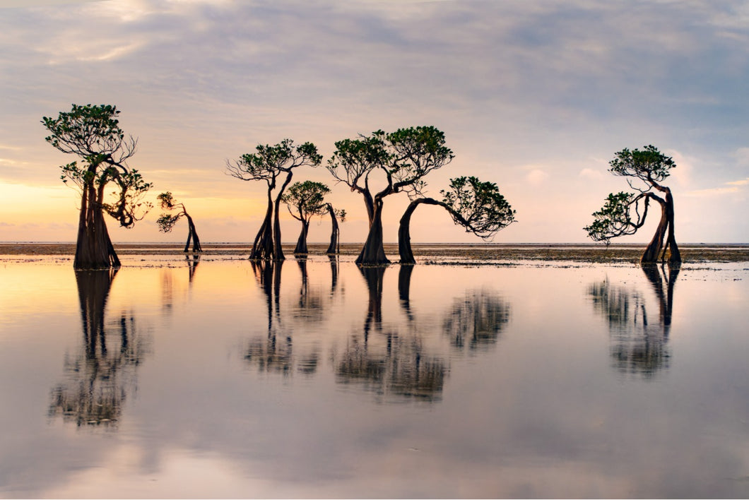 Sumba Trees