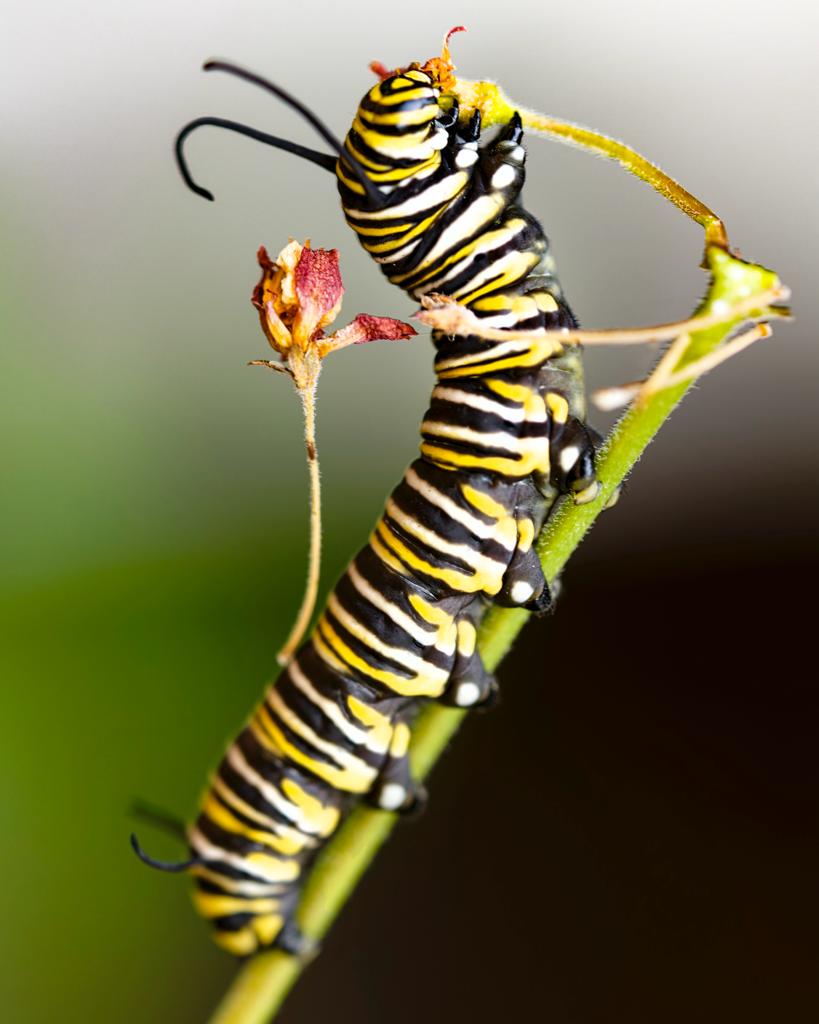 Caterpillar and flower